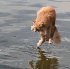 Cats too can walk on water