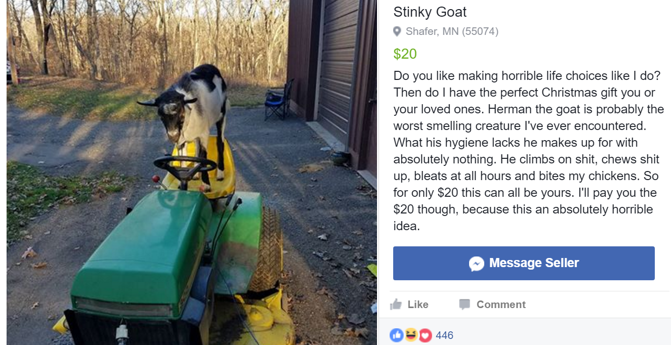 Actual goat for sale in Minnesota