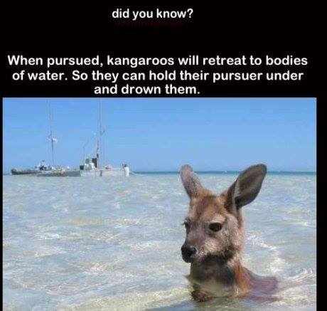 kangaroos swimming - did you know? When pursued, kangaroos will retreat to bodies of water. So they can hold their pursuer under and drown them.