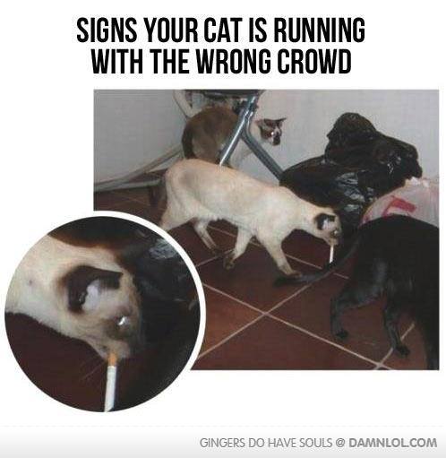your cat hanging out with the wrong crowd - Signs Your Cat Is Running With The Wrong Crowd Gingers Do Have Souls @ Damnlol.Com