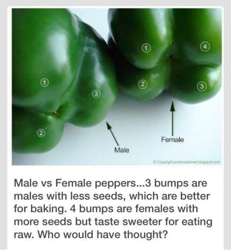 male peppers vs female peppers - Female Male Male vs Female peppers...3 bumps are males with less seeds, which are better for baking. 4 bumps are females with more seeds but taste sweeter for eating raw. Who would have thought?