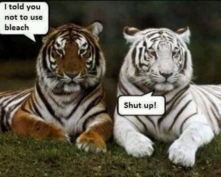 tiger funny - I told you not to use bleach Shut up!