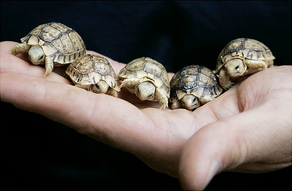 Cute Adorable Animals.... and something else..........