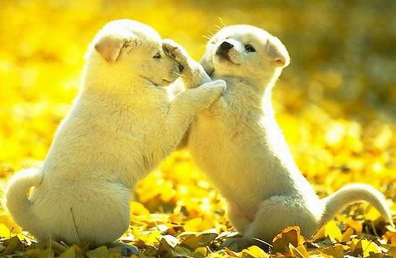 Cute Adorable Animals.... and something else..........