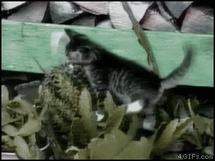 Cat pimp slaps cactus