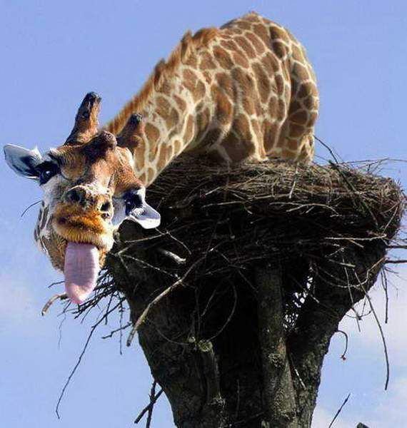 photoshop crazy giraffe