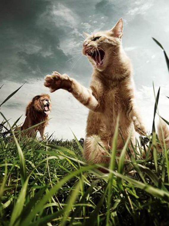 photoshop cat vs lion