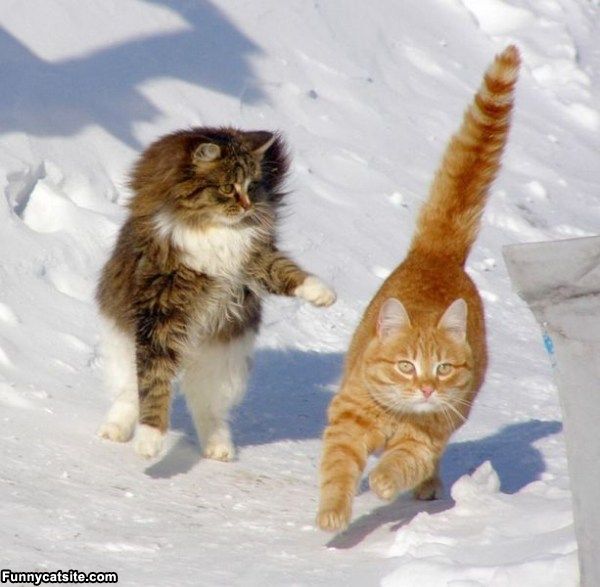 cute cats - of a cold desert memes - Funnycatsite.com
