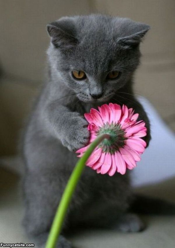 cute cats - of a kitten and flower - Funnycatsite.com