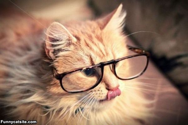cute cats - of a cat wearing glasses - Funnycatsite.com