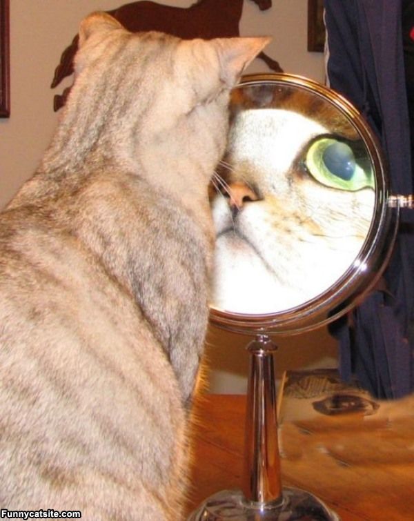 cute cats - of a cat looking in magnifying mirror - Funnycatsite.com