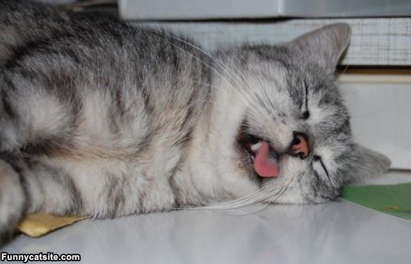 cute cats - of a cat funny sleep - Funnycatsite.com