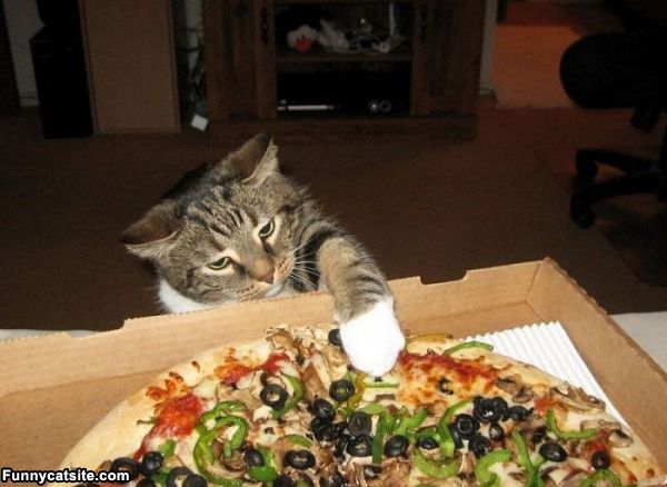 cute cats - of a pizza need meme - Funnycatsite.com