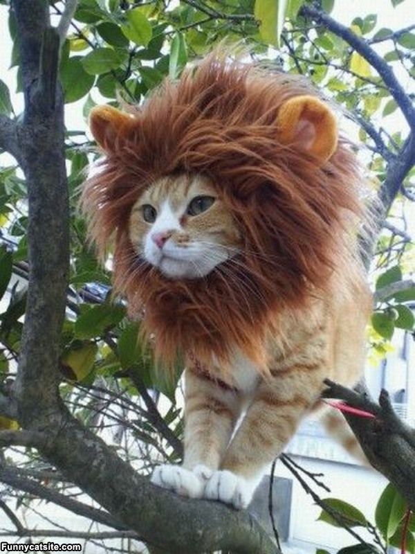 cute cats - of a halloween costume for a cat - Funnycatsite.com