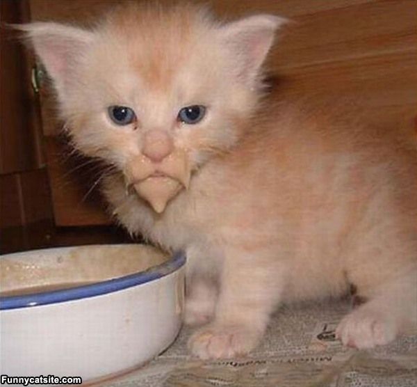 cute cats - of a cat with food on face - Funnycatsite.com