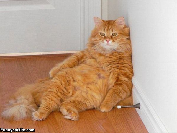 cute cats - of a lazy cat - Funnycatsite.com