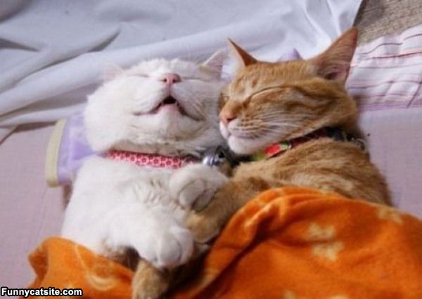 cute cats - of a sleeping animal couple - Funnycatsite.com