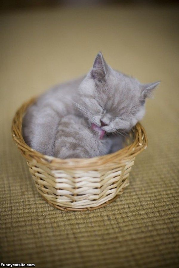 cute cats - of a whiskers - Funnycatsite.com