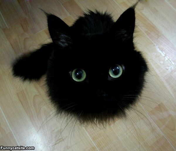 cute cats - of a toothless the cat - Funnycatsite.com