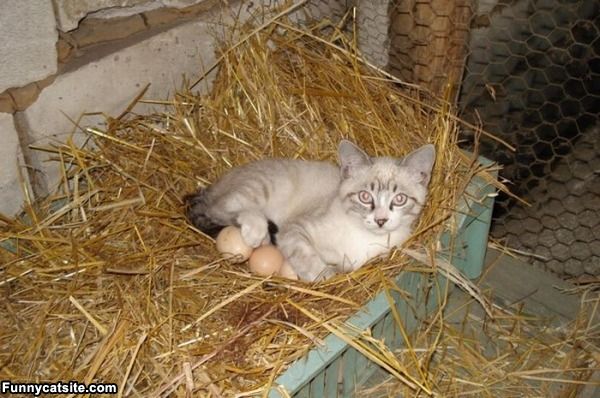 cute cats - of a cat on eggs - Funnycatsite.com