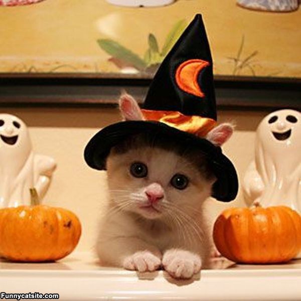 cute cats - of a happy halloween kitten - Funnycatsite.com