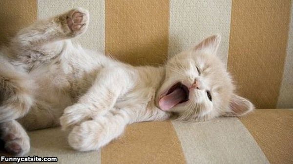 cute cats - of a cute yawning kitten - Funnycatsite.com