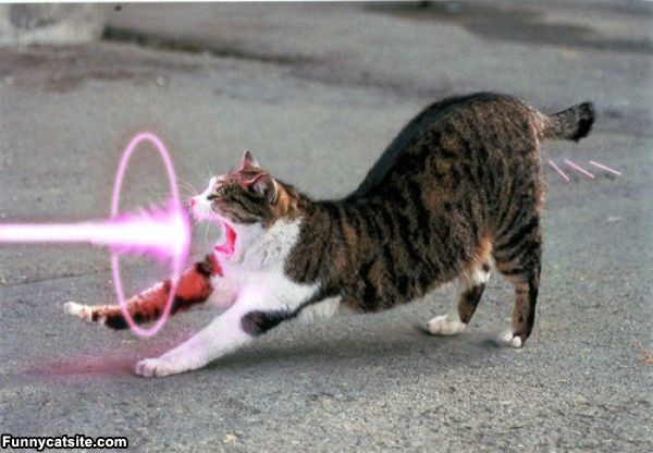 cute cats - of a laser cat meme - Funnycatsite.com