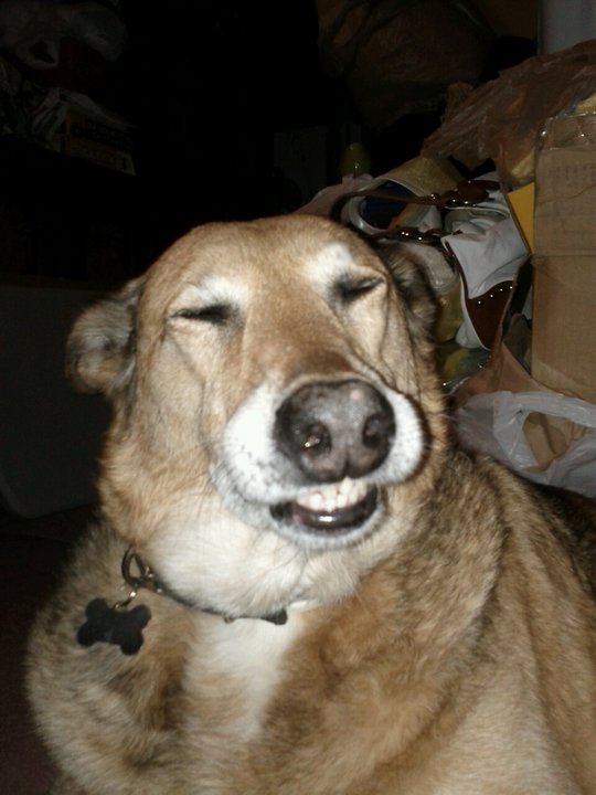 Troll dog loves to smile at your expense...Problem?