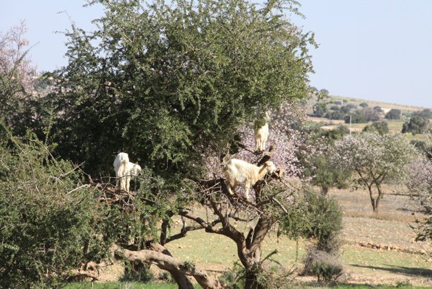 Goats in trees?