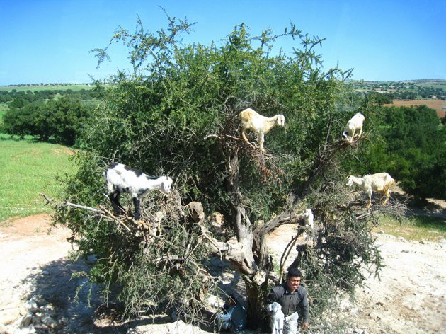 Goats in trees?