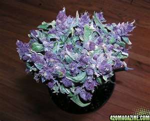 purple kush gallery