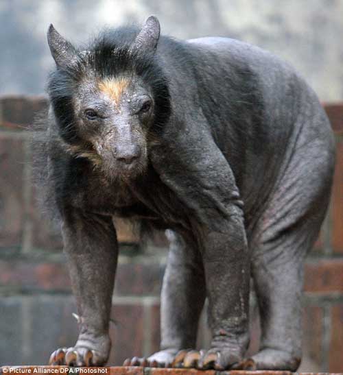 hairless bear?