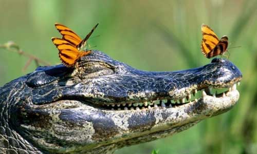 butterfly on a croc