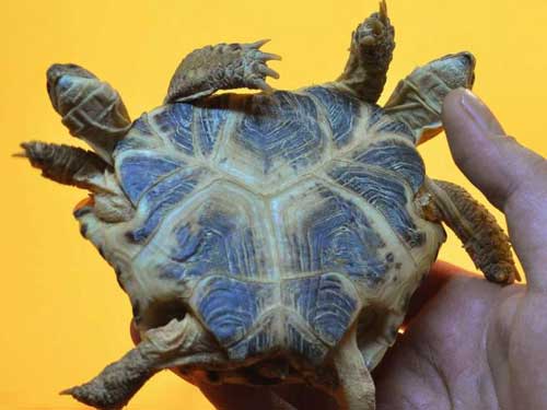 conjoined turtle