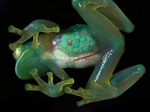 transparent ghost frog