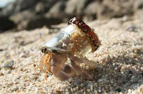 crab bottleshell