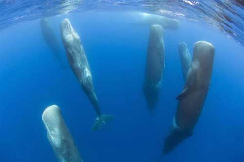 brainwashed alien sperm whales