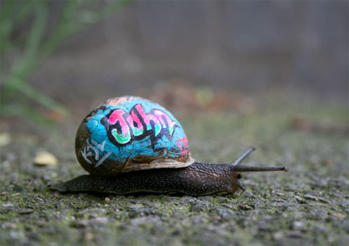 Snail Graffiti
