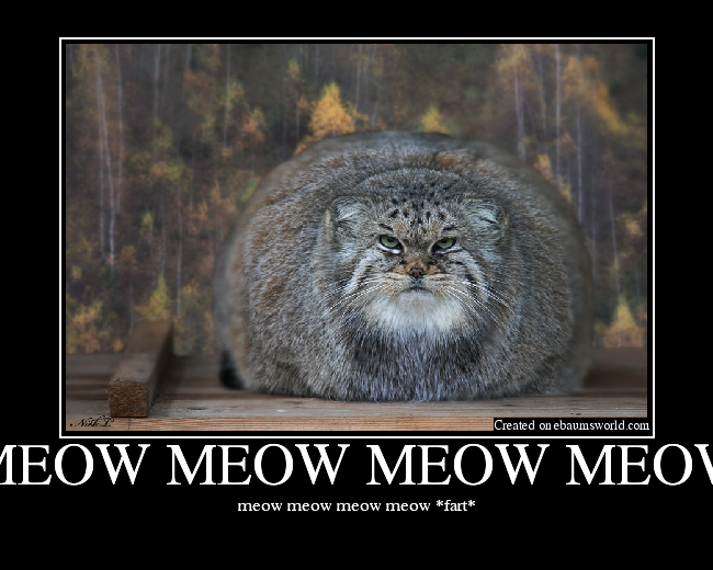 meow meow meow meow fart