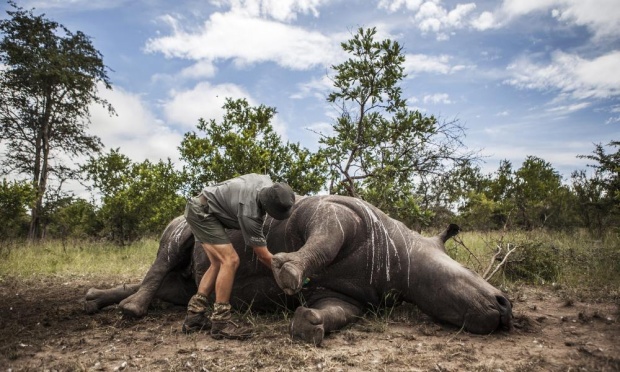 An investigator prepares the carcass of a rhino killed for its horn for postmortem in the Kruger national park.