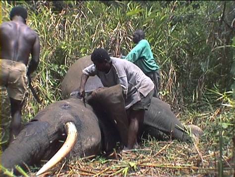 A Motion Camera captures the last Moments of this elephant's life before being slaughtered for its Ivory Tusk's.