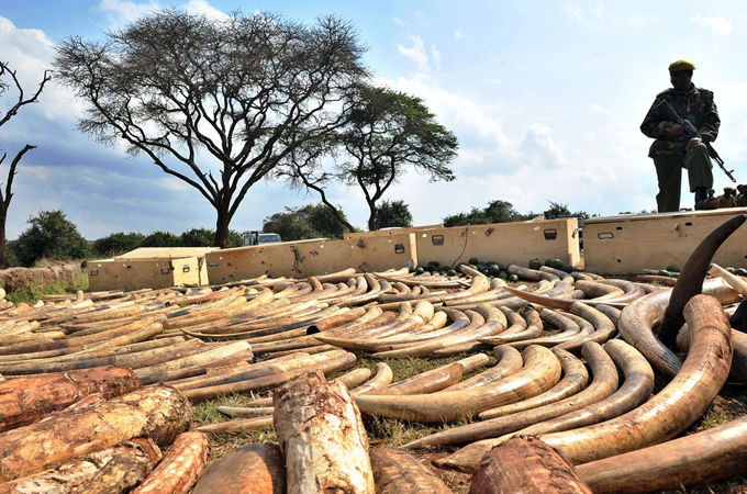 Slaves to the Trade:
The African National Army and civilian Militias have recovered millions in poached Ivory, sadly the damage has already been done.