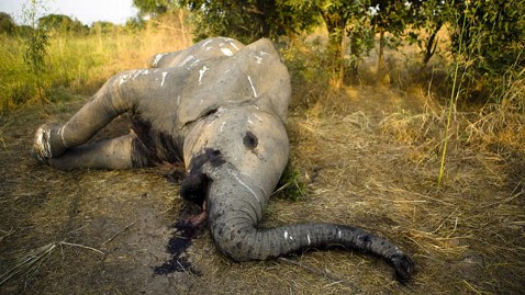 African forest elephants are being poached out of existence, this young male elephant weighing close to 10,000 lbs was left to die for the few pounds of Ivory it possessed.