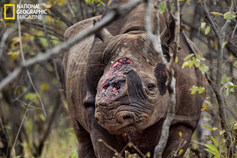 Game scouts found this black rhino bull wandering Zimbabwe's Savé Valley Conservancy after poachers shot it several times and hacked off both its horns.