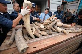 Various Horns and Tusks recovered in African and Asian trade busts.