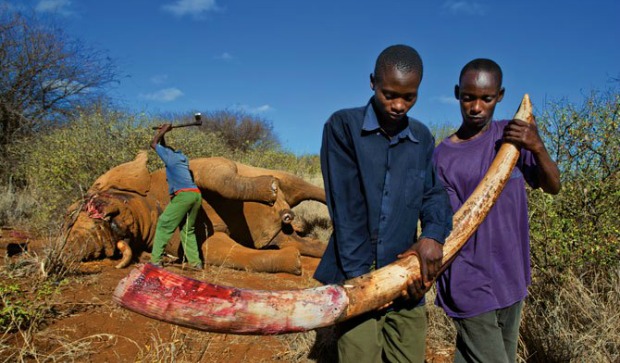 After being shot by poachers, this elephant was left behind because of incoming Game Wardens. Now the Ivory will be removed from the Elephant and destroyed by Local Government Leaders.