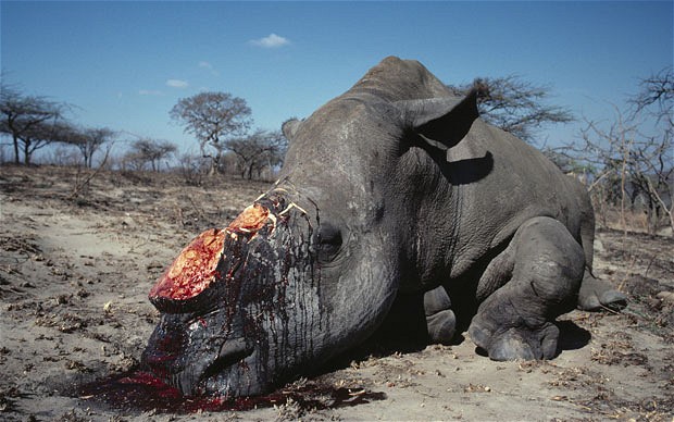 Game wardens were to late to save this Black Rhino at the Zululand Rhino Reserve in South Africa.