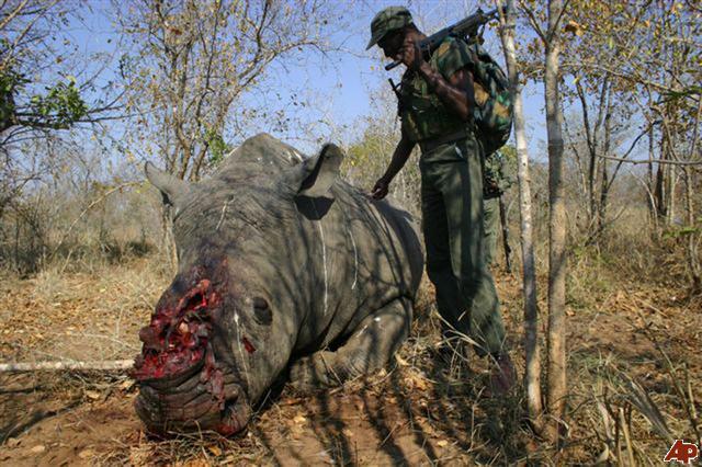 The Spoils of War:
This Black Rhino is Left to Rot in the scorching Sun after being poached at Hluhluwe iMfolozi Park, in South Africa.