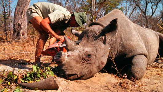 Harvesting before being Harvested:
Taking the Horns from this Rhino May in fact save its life. The horn will grow back in time and the animal is sedated and left unharmed by Game Wardens.