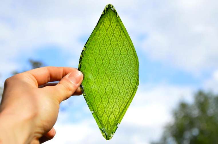 silk leaf